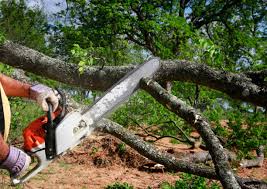 Best Tree Risk Assessment  in Dasher, GA