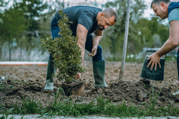 Best Emergency Tree Removal  in Dasher, GA