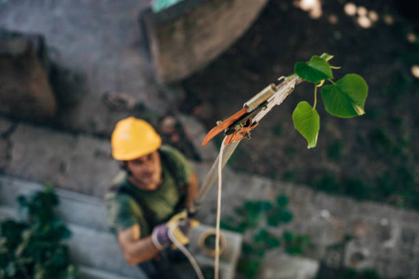 Best Tree Trimming and Pruning  in Dasher, GA