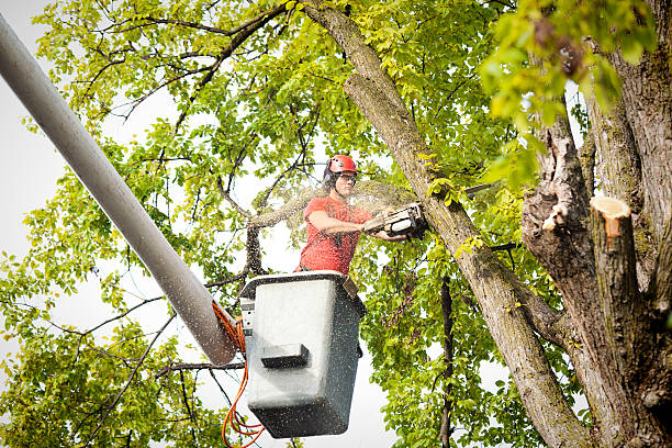 How Our Tree Care Process Works  in  Dasher, GA