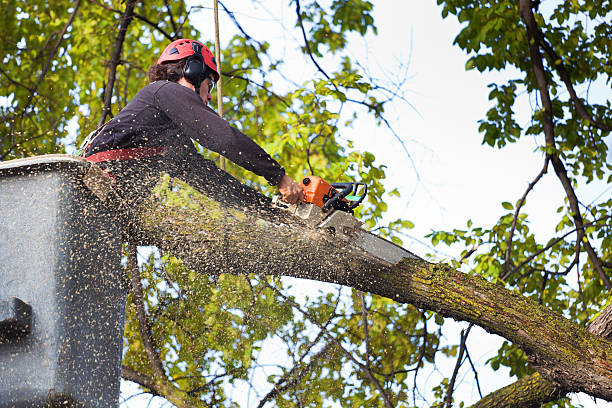 Professional Tree Care Services in Dasher, GA