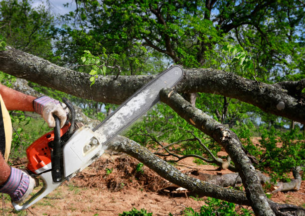 Best Tree Mulching  in Dasher, GA